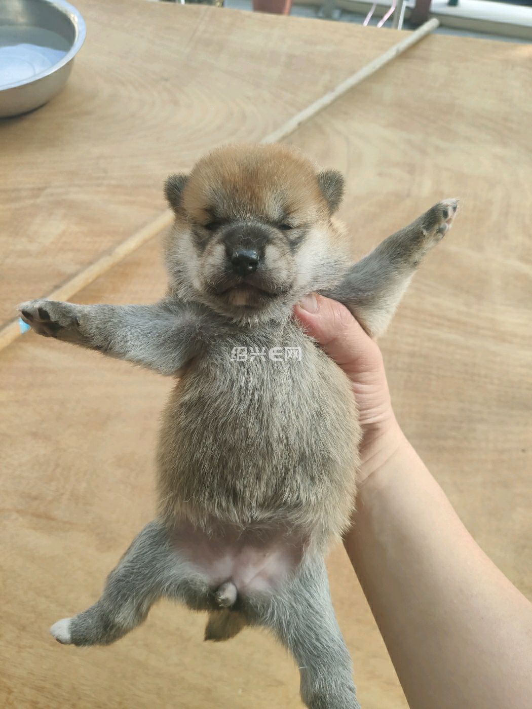 51出生柴犬宝宝预订中,狗爸妈都在家