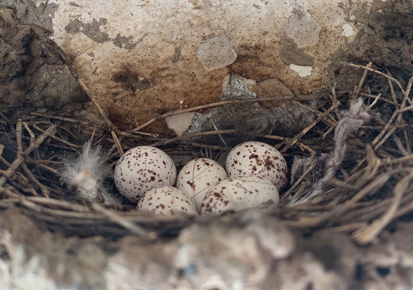 燕子夫妇的春天