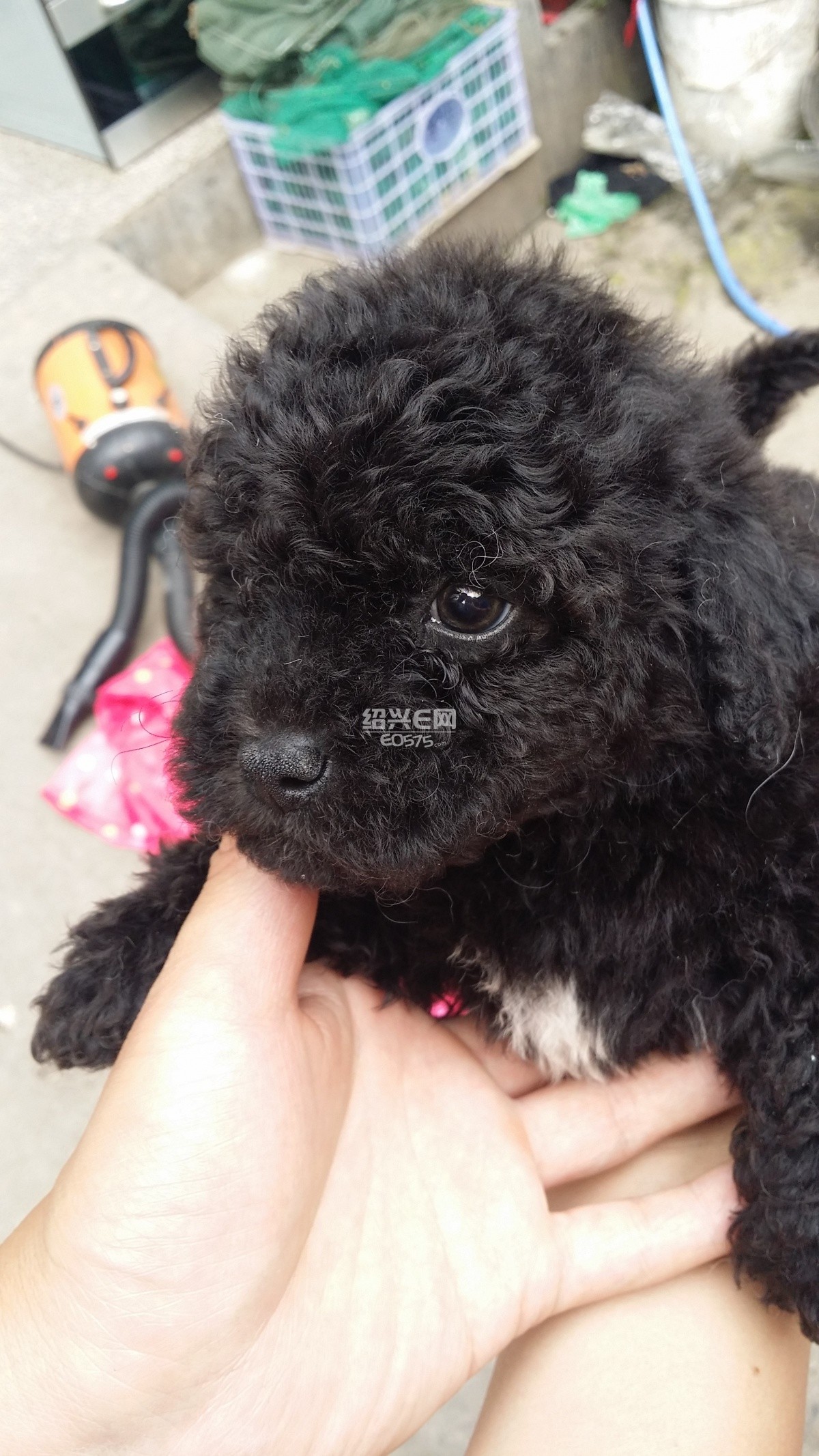 幼犬两比熊两黑贵找新家