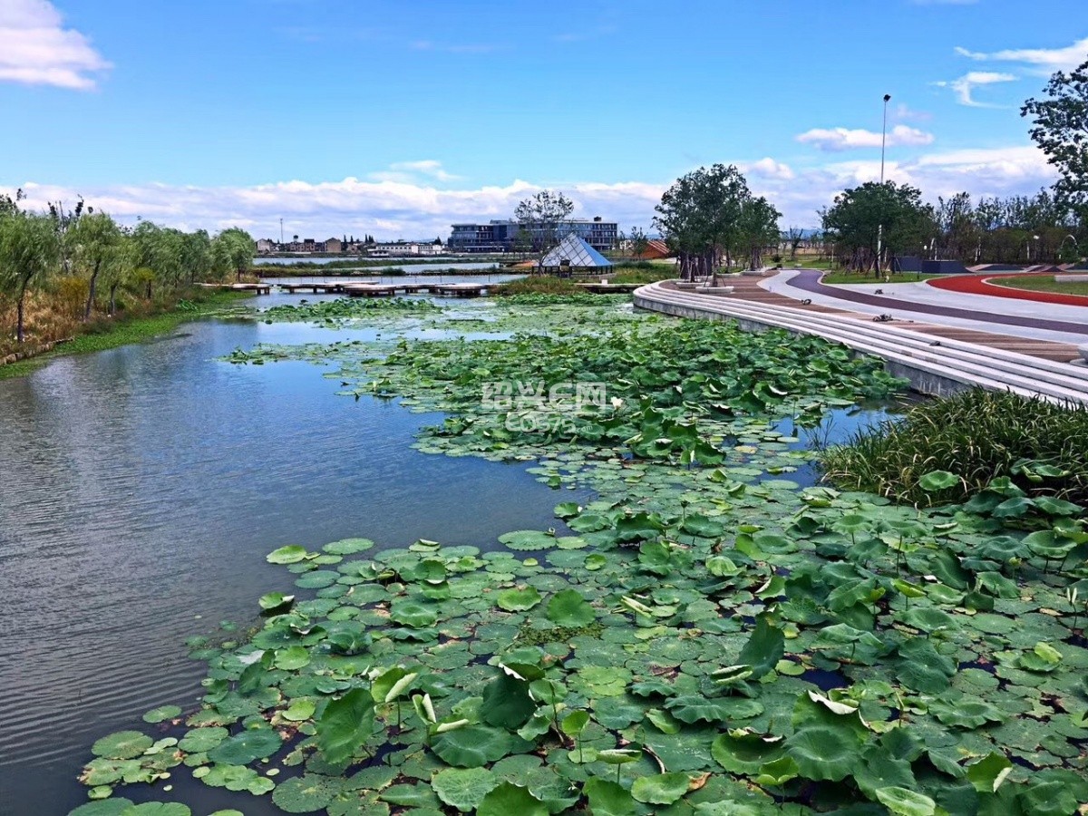 盛夏——袍江两湖公园